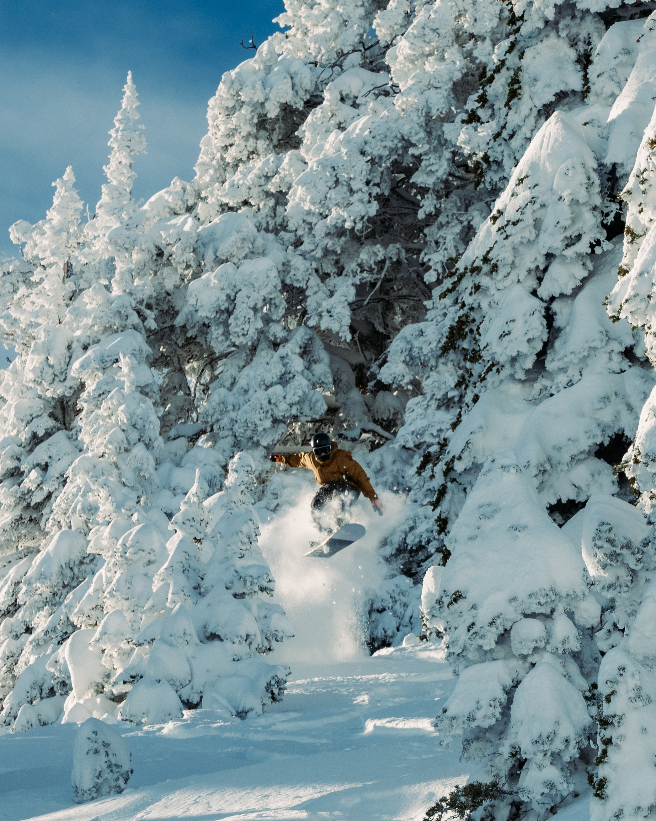carousel-gladed-tree-skiing