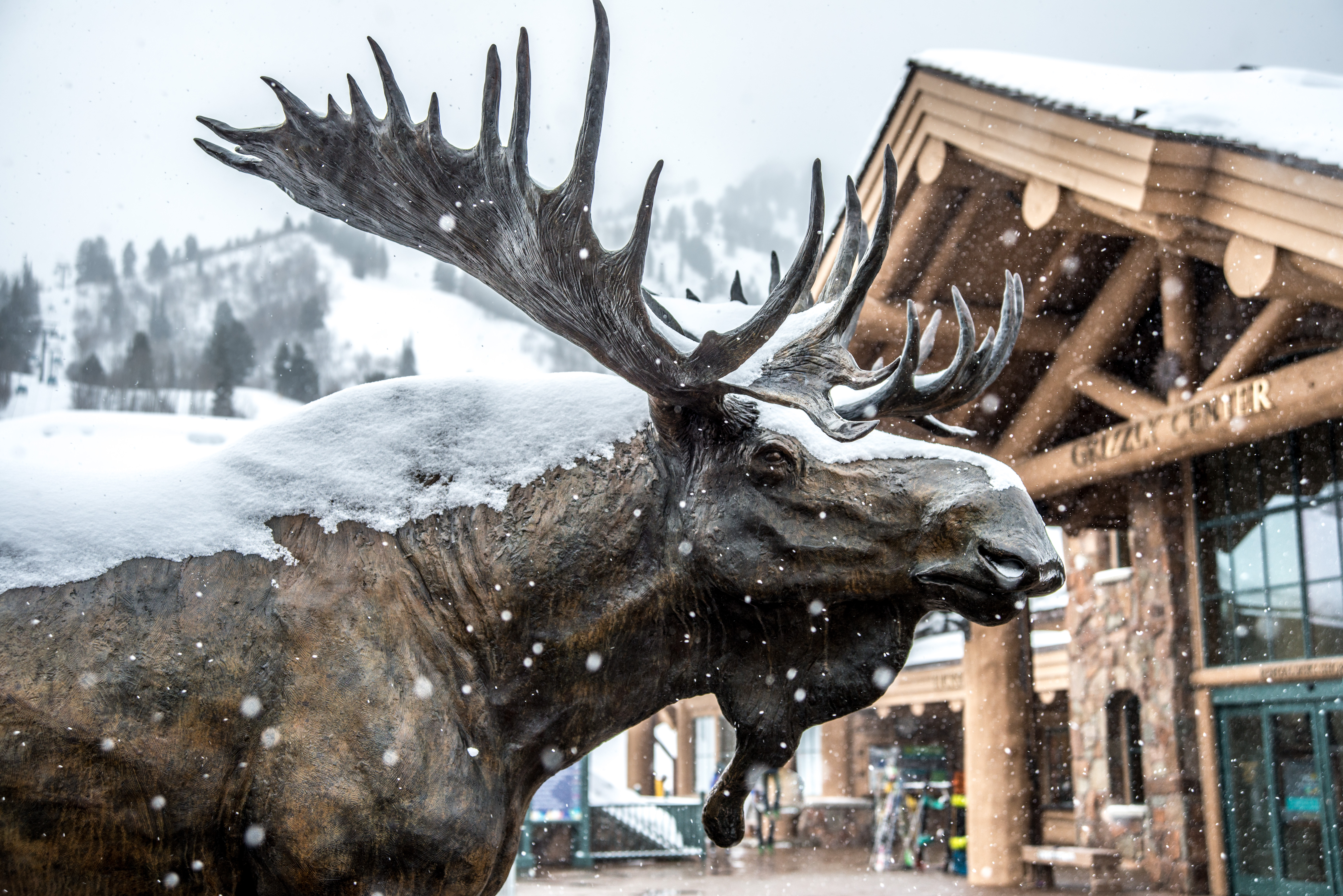 snowbasin-moose-image