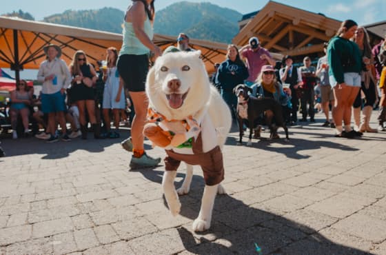 summer-dog-friendly-oktoberfest