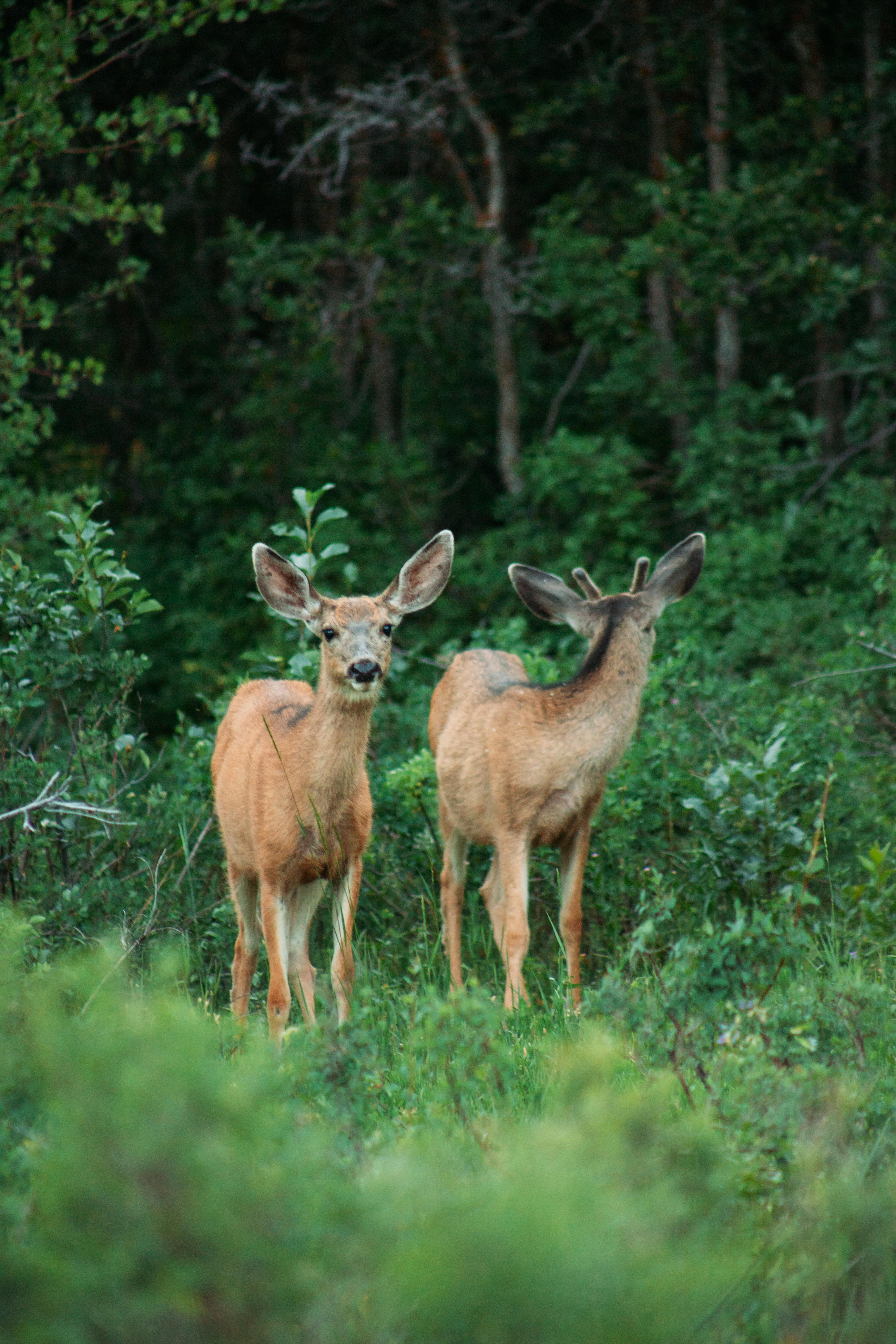 deer(2)-snowbasin
