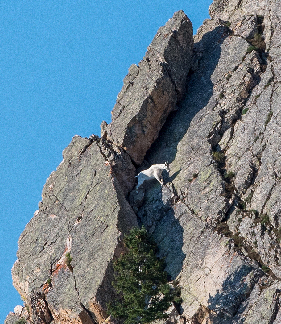 mountain-goat-snowbasin