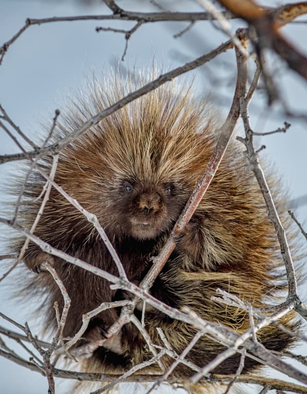 porcupine-snowbasin