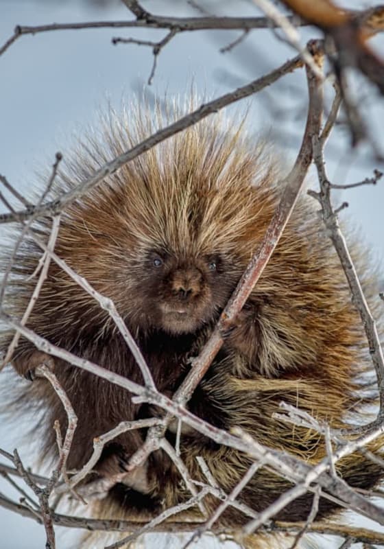 porcupine-snowbasin