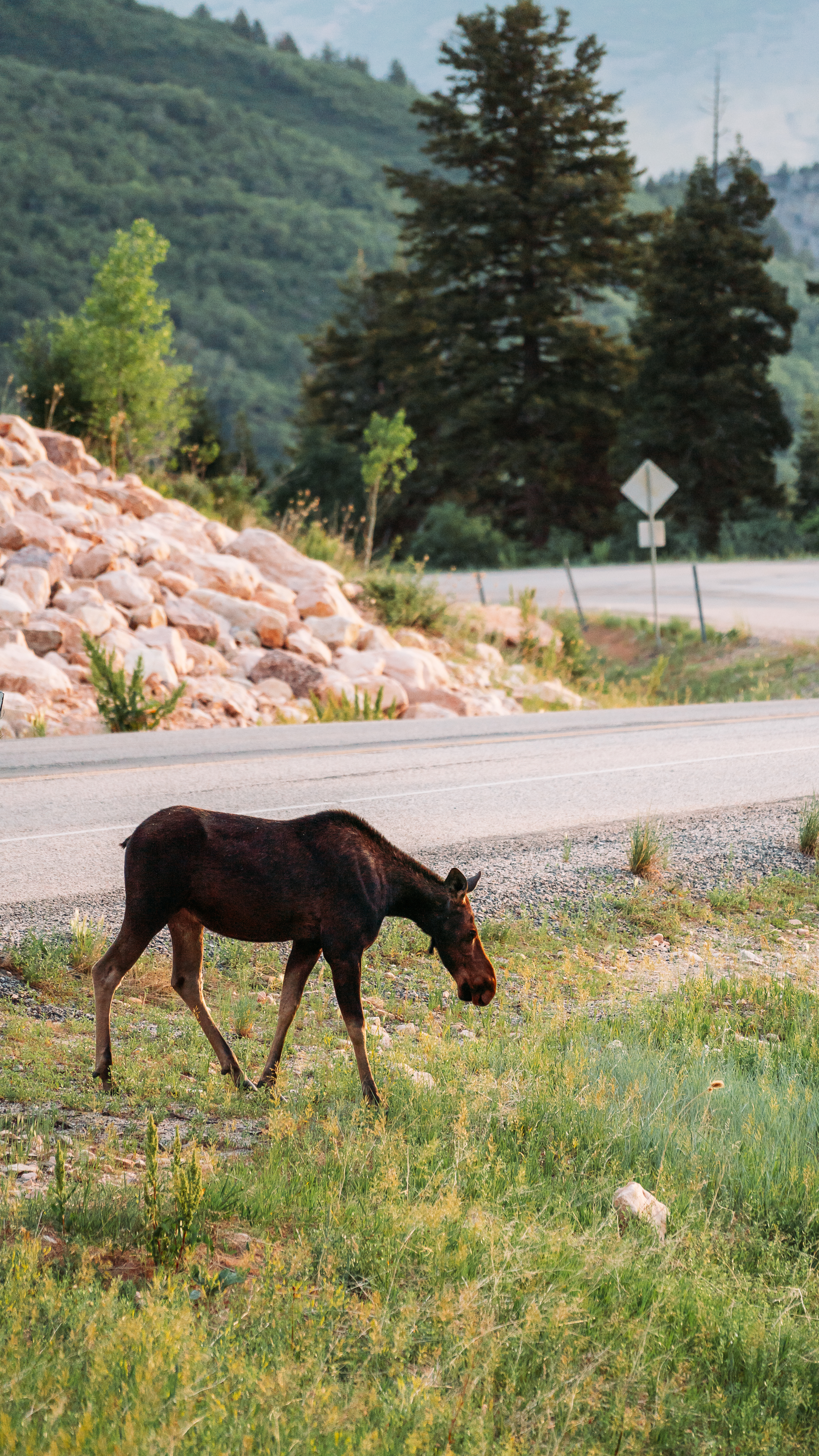 moose-summer