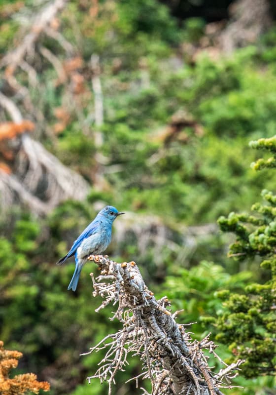 mountain-bluebird-summer