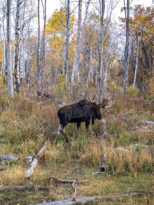 scenic-wildlife-moose-fall-leaves