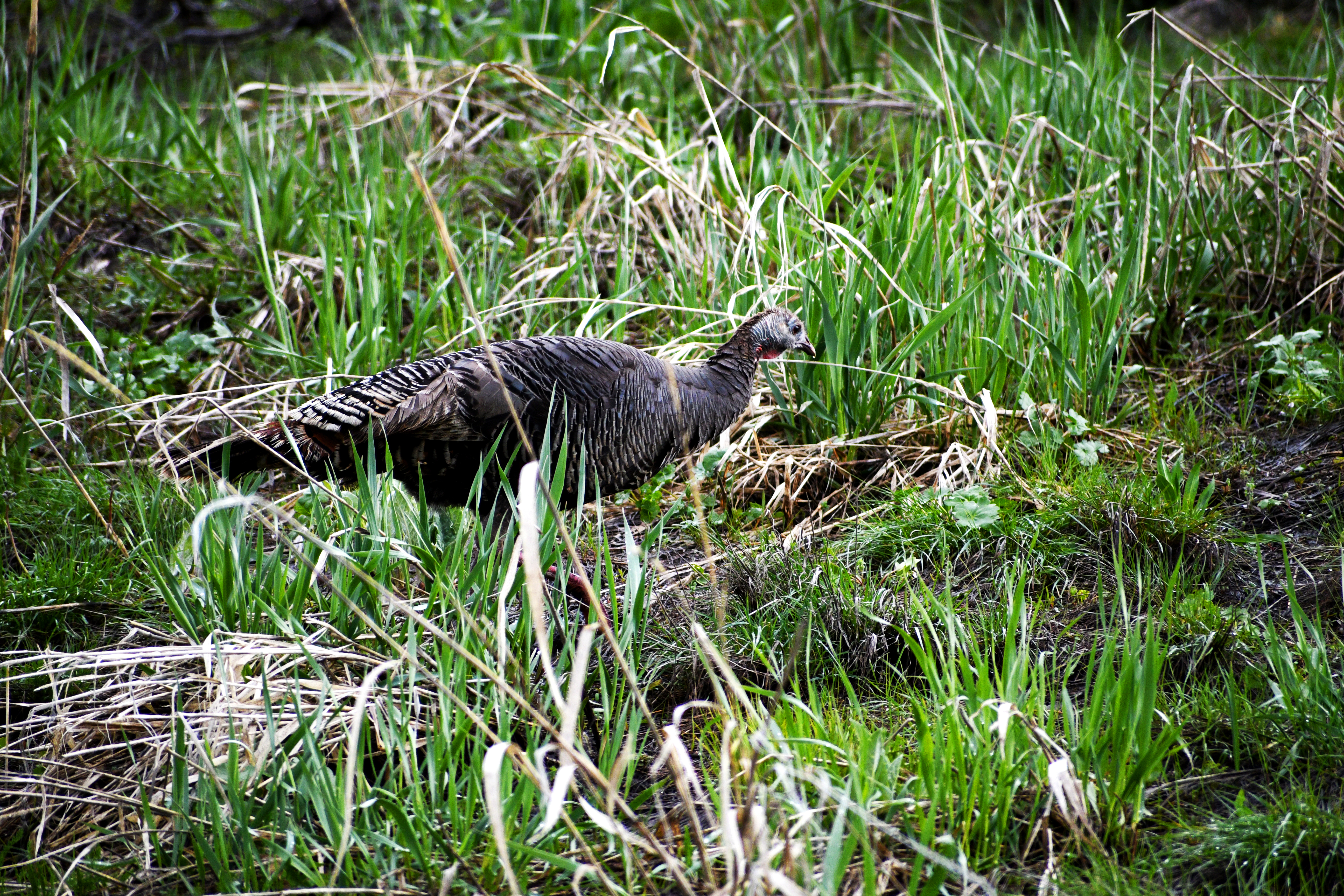 wild-turkey-snowbasin