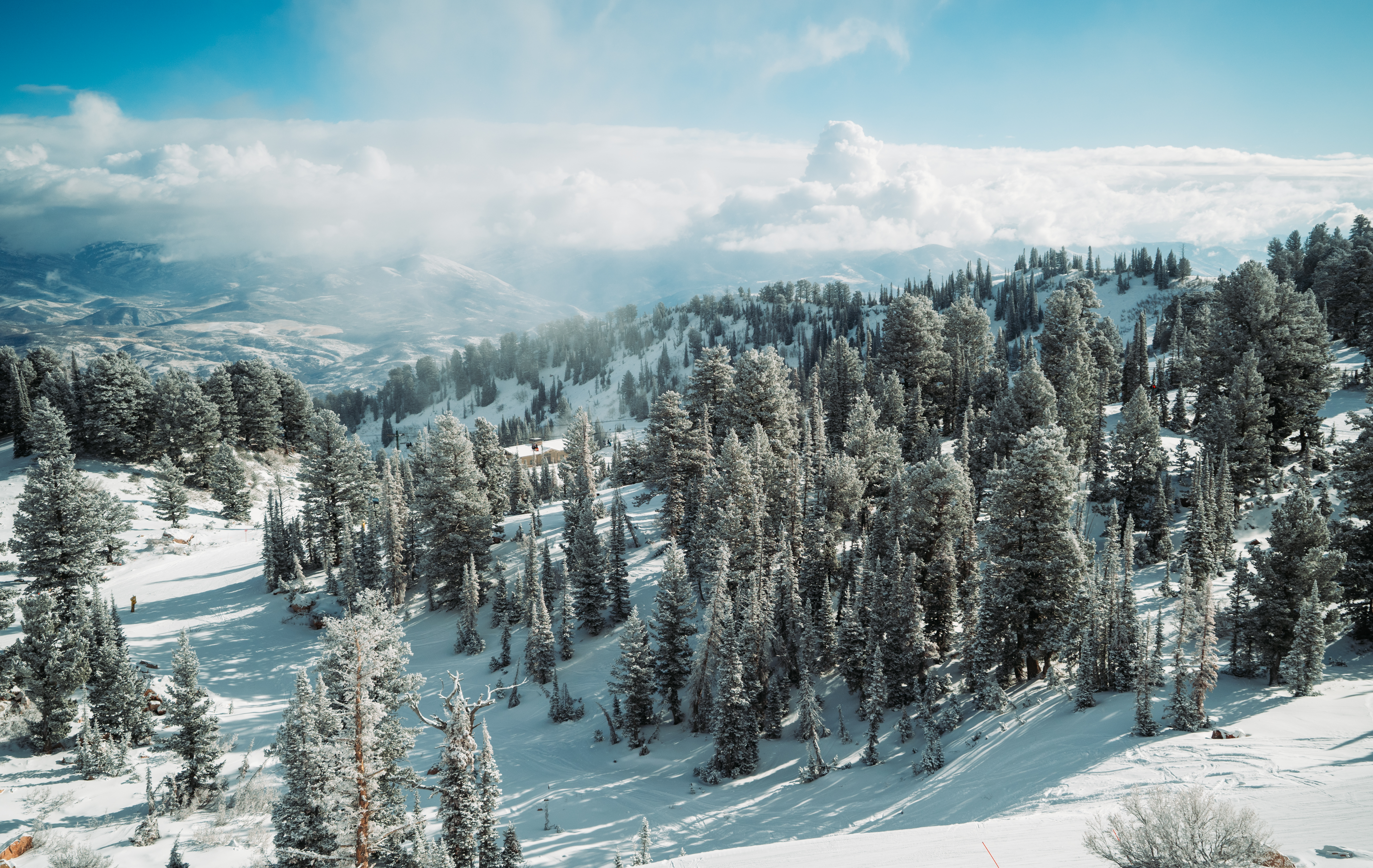 scenic-winter-blue-bird-trees-dusted