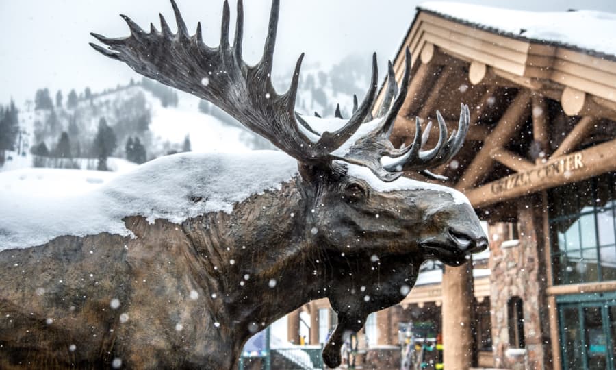 winter_scenic_moose
